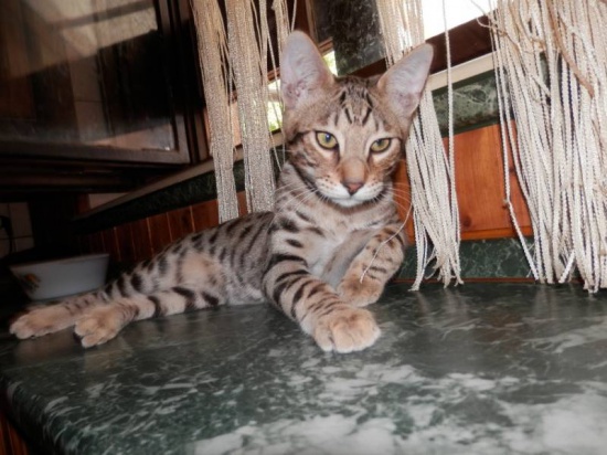 Savannah pure breed kittens F6 SBT