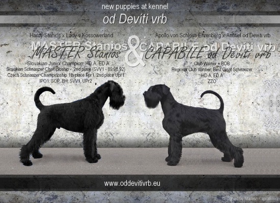 Szczenięta Sznaucer olbrzym czarny - zarejestrowana FCI